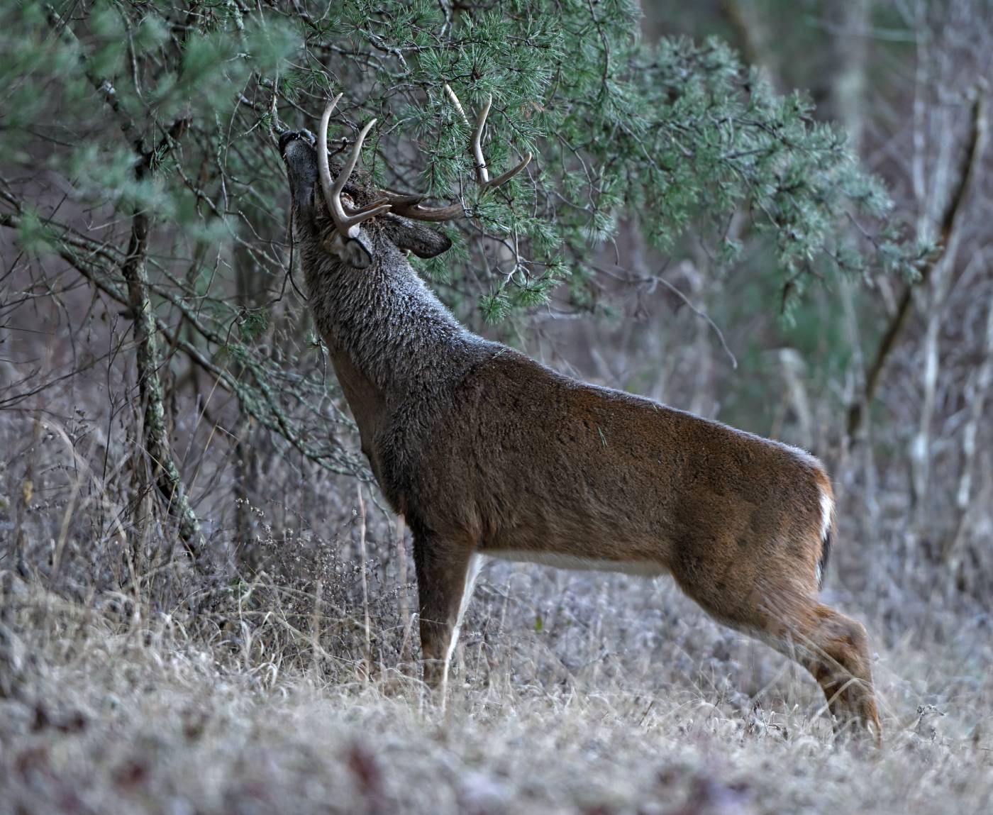 winter buck